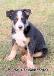 Tricolour female, Smooth to medium coat, border collie puppy
